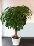 獨(dú)桿幸福樹(shù)